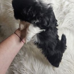 Murphy - Black and white male Shih Tzu puppy in Lone Tree, Iowa from Prairie Creek Puppies