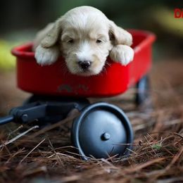 Australian Labradoodle Puppies from Majestic Labradoodles