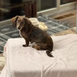 Dachshund puppies from 11 Oaks Kennels