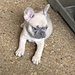 French Bulldog Puppies from 731 Frenchies