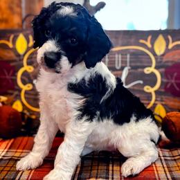 Acorn - Black and white female Aussiedoodle puppy in Orange Cove, California from Sand Creek Ranch Aussiedoodles