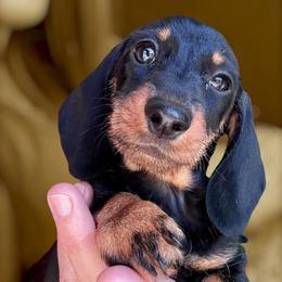 Girl 1 - Black and tan female Dachshund puppy in Michigan And Florida Locations, Michigan from UP North Dachshunds UPNDLLC