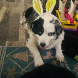 Pisces - Miniature Australian Shepherd