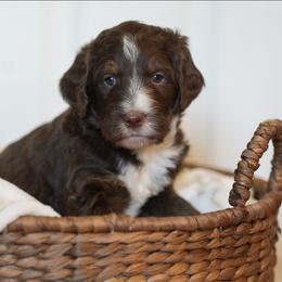 Magnolia - Brown female Bernedoodle puppy in Delta, Pennsylvania from KEE Bernedoodles