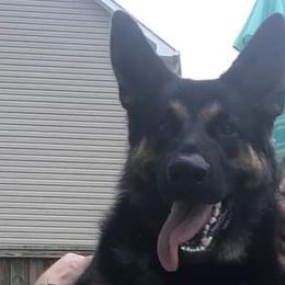 Raaja - German Shepherd