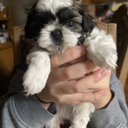 Shih Tzu Puppies from The Townsend Tzu