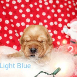 Light Blue - Yellow male Labrador Retriever puppy in Parma, Idaho from Campbell Valley Labradors