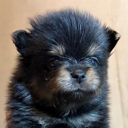 Nessa - Black and tan female Pomeranian puppy in Port Angeles, Washington from Pacific Northwest Pomeranians