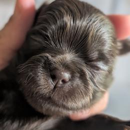 Walker - Chocolate male Shih Tzu puppy in Claxton, Georgia from Small Pawz Shih tzu
