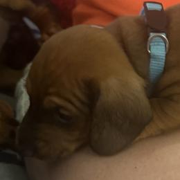 Dachshund Puppies from Lolley Dachshunds