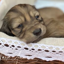 Dachshund Puppies from Faith Ann's Dachshunds