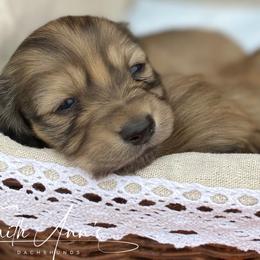 Dachshund Puppies from Faith Ann's Dachshunds