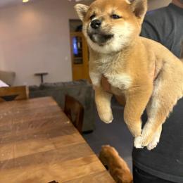 Yumi - Red female Shiba Inu puppy in Victorville, California from Adrianna's Shiba Inus