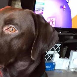 Labrador Retrievers from Maxwell's Family Labradors