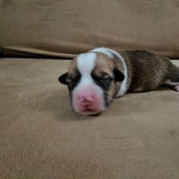 Pembroke Welsh Corgi and Saint Bernard Puppies from Middle Georgia Saints and Corgis