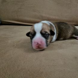 Pembroke Welsh Corgi and Saint Bernard Puppies from Middle Georgia Saints and Corgis