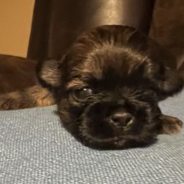 Dasher AKC LIVER - Liver male Shih Tzu puppy in Winston Salem, North Carolina from Jay&Ray Shih Tzu’s