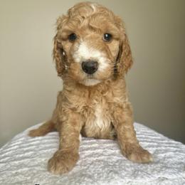 Ginger - Red  female Goldendoodle puppy in Taylorsville, North Carolina from Doggone Dixie Doodles