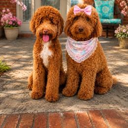 Goldendoodle puppies from Falcon Ridge Doodles
