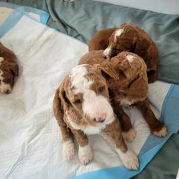 Goldendoodle Puppies from Labradoodleday