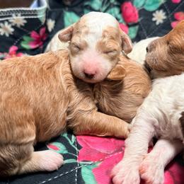 Girl 3 - Parti female Goldendoodle puppy in Cocoa, Florida from The Beach Doodles