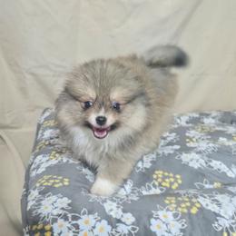 Boy Scout - Orange sable male Pomeranian puppy in Texas from Ruby's Poms