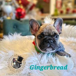 Gingerbread - Fawn French Bulldog puppy in Winston Salem, North Carolina from Elegant East Coast French Bulldogs