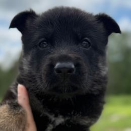 Yellow collar - Bi-color female German Shepherd puppy in Canterbury, Connecticut from Nachtwaechter German Shepherds, LLC