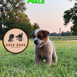 Boy 2 - Red speckled Australian Cattle Dog puppy in Nevada, Missouri from Back Road Dog Company, LLC