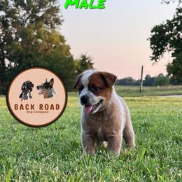 Boy 2 - Red speckled Australian Cattle Dog puppy in Nevada, Missouri from Back Road Dog Company, LLC