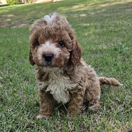Cavapoo, Cockapoo, Goldendoodle, and Maltipoo Puppies from Perdue Puppies