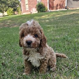 Cavapoo, Cockapoo, Goldendoodle, and Maltipoo Puppies from Perdue Puppies
