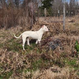 Dogo Argentino Puppies from Diavol Dogos /DoubleD Creek Ranch