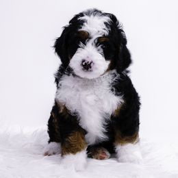 Blue Collar Girl - Tri-color female Bernedoodle puppy in Hebron, Indiana from Duneland Doodles