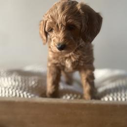Bernedoodle, Goldendoodle, and Poodle Puppies from Central Valley Canine Companions