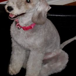 Bedlington Terrier and Bichon Frise Puppies from Patchwork Bedlington Terriers and Bichon Frise