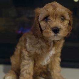 Simba - Cream male Cockapoo puppy in Palmdale, California from Pucci Pawfect