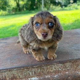Coco - Dachshund