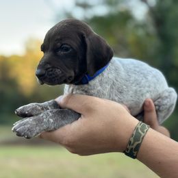 “Sack” - male German Shorthaired Pointer puppy in Six Mile, South Carolina from The Proper Pointer Co.