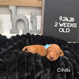 Chai - Red male Dachshund puppy in Goodyear, Arizona from AZ Low Life Doxies
