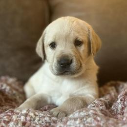 Ember - Yellow female Labrador Retriever puppy in Sweet Home, Oregon from Snowpeak English Labradors
