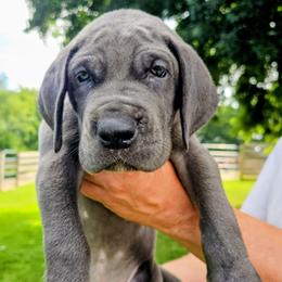 Henry - Blue male Great Dane puppy in Princeton, Indiana from Phantasm Farms