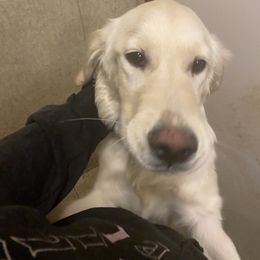 Golden Retrievers from Fox Farms