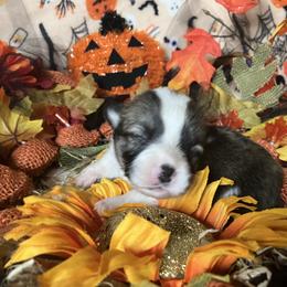 American Corgi and Pembroke Welsh Corgi Puppies from Cascadian Space Coast Corgis LLC