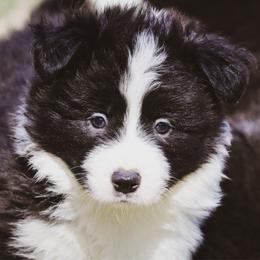 Babe Ruth - Black male Border Collie puppy in Dallas, Texas from Effervescent Border Collies
