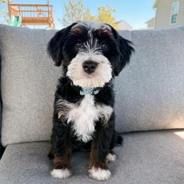 Gold - Tri-color female Bernedoodle puppy in Weston, Idaho from Berne n Doodles