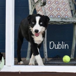 Dublin - Black & white female Miniature Australian Shepherd puppy in California from Eagle River Aussies