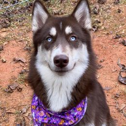 Siberian Huskies from Andrew & Elizabeth