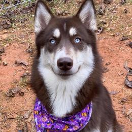 Siberian Huskies from Andrew & Elizabeth