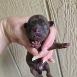 Chocolate boy tan points - Chocolate and tan male Shih Tzu puppy in Vinita, Oklahoma from Locust Creek Shih Tzu & Havanese